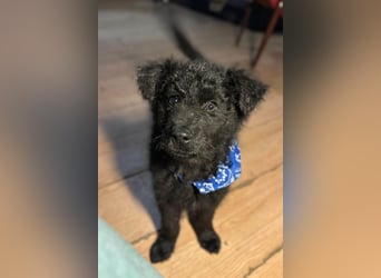 Bore ❤️ aktiver, junger Schäfi-Mix-Bub