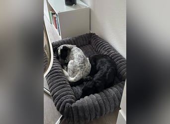 Herzchen Enya ❤️ wartet in 04157 Leipzig auf dich