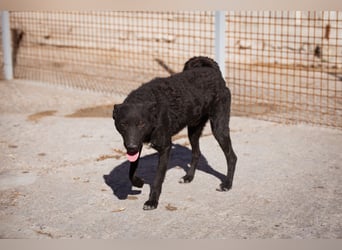 Felix ❤️ froher, süßer, aktiver Mix-Bub!