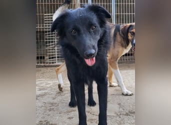 Duke ❤️ aufgeweckter, junger Kroat. Schäferhund-Mix-Bub!