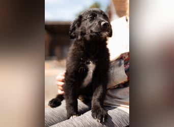 Levi ❤️ neugieriger, so lieber Welpenbub