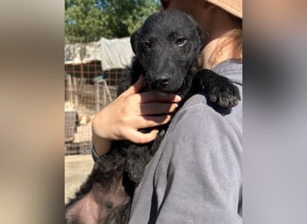 Archie ❤️ so froher, aktiver Hundebub