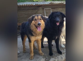 GORDI❤️liebes, verschmustes kroat. Schäferhund-Mix-Mädel