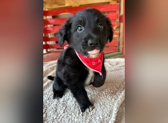 Levi ❤️ neugieriger, so lieber Welpenbub