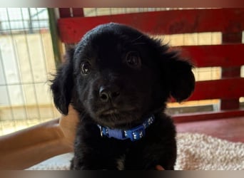 Little ♥Lenny♥ sucht seine treue Familie