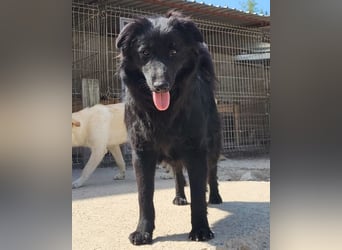 Duke ❤️ aufgeweckter, junger Kroat. Schäferhund-Mix-Bub!