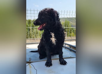 Herzchen Enya ❤️ aktives & aufgeschlossenes Welpenmädchen!