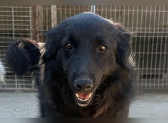 Duke ❤️ aktiver, verschmuster Kroat. Schäferhund-Mix-Rüde!