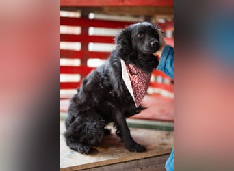 Liebe, junge ♥Lyra♥ eine zauberhafte Seele auf 3 Beinen