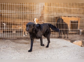 Duke ❤️ aktiver, verschmuster Kroat. Schäferhund-Mix-Rüde!