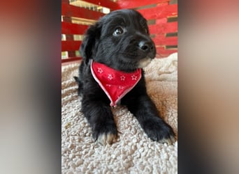 Levi ❤️ neugieriger, so lieber Welpenbub