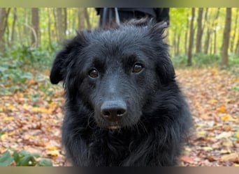LENZI❤️sanfter Herzenshund wartet schon in 22559 Hamburg auf seine Für-Immer-Familie!