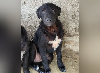 Felix ❤️ froher, süßer, aktiver Mix-Bub!