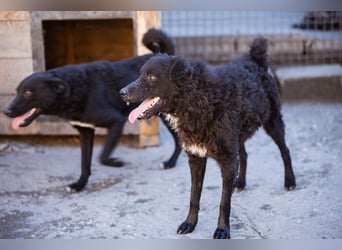 Flynn ❤️ offener, verspielter Kroat. Schäfi-Mix Rüde