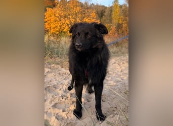 LENZI❤️sanfter Herzenshund wartet schon in 22559 Hamburg auf seine Für-Immer-Familie!