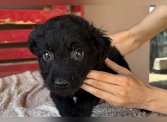 Leon ❤️ so lieber, verschmuster Welpenbub