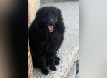 Duke ❤️ aktiver, verschmuster Kroat. Schäferhund-Mix-Rüde!