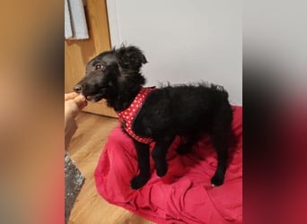 Bailey ❤️ verschmuste, liebe Kroat. Schäfi-Mix Fellnase