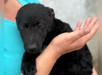 Vinn ❤️ schmusiger, süßer Bub sucht Liebe