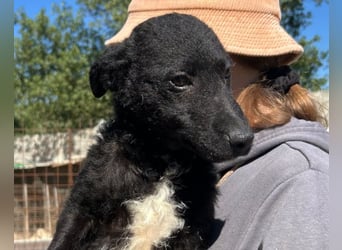 Archie ❤️ so froher, aktiver Hundebub