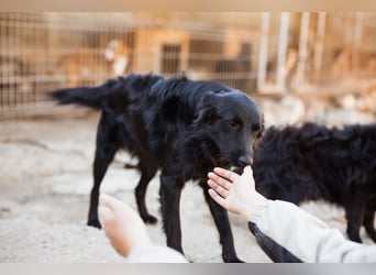 Duke ❤️ aufgeweckter, junger Kroat. Schäferhund-Mix-Bub!