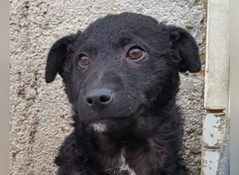 Archie ❤️ so froher, aktiver Kroat. Schäfi-Mix Bub