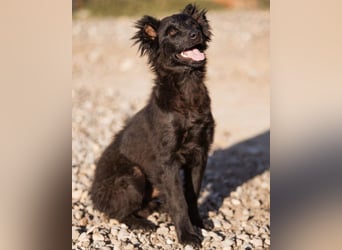 Kluger Kroat.Schäfi-Jungrüden-Mix ♥ Joey ♥ lernfreudig und verschmust
