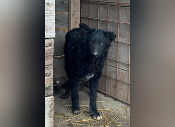 CHI CHI❤️sanfter, feinfühliger Hundebub sucht Liebe und seine Familie!