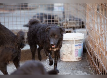 Flynn ❤️ offener, verspielter Kroat. Schäfi-Mix Rüde
