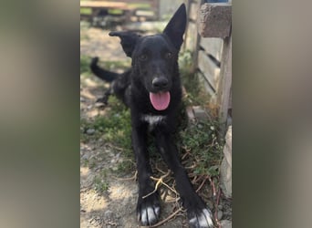 MIMA❤️soziales, kuscheliges und verspieltes Kroat.Schäfi-Mix-Mädchen sucht ihre Familie