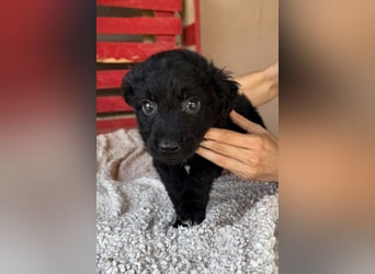 Leon ❤️ so lieber, verschmuster Welpenbub