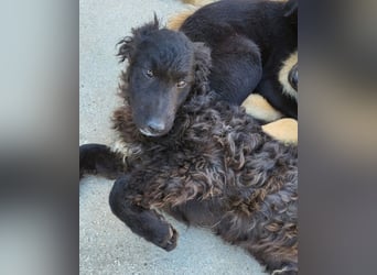 Flynn ❤️ offener, verspielter Kroat. Schäfi-Mix Rüde