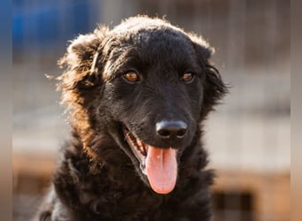 Jungrüde Chandler ♥️ aktiv, klug, freundlich