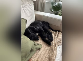Herzchen Enya ❤️ wartet in 04157 Leipzig auf dich