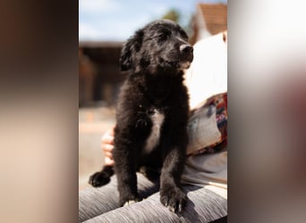 Levi ❤️ neugieriger, so lieber Welpenbub
