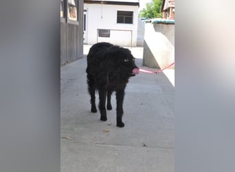 Juliska ❤ sanfte und liebe Hündin