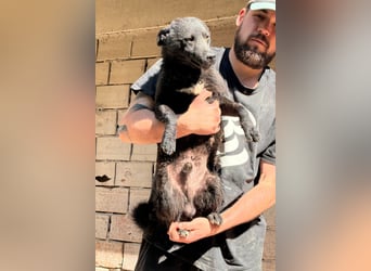 Vinn ❤️ schmusiger, süßer Bub sucht Liebe