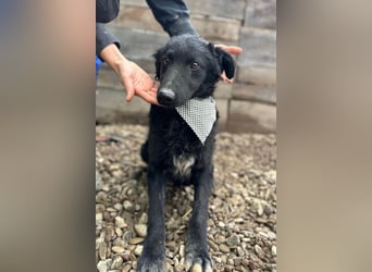CHI CHI❤️sanfter Kroat. Schäfi-Mix-Bub sucht Liebe und seine Familie!