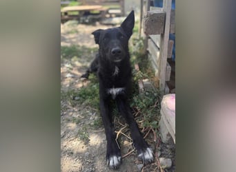 MIMA❤️soziales, kuscheliges und verspieltes Kroat.Schäfi-Mix-Mädchen sucht ihre Familie