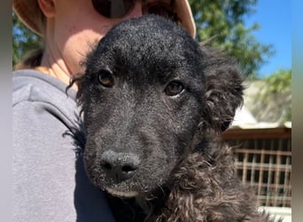 Flynn ❤️ offener, verspielter Kroat. Schäfi-Mix Rüde