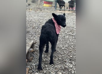 Layla ❤️ sanfte & super liebe junge Maus