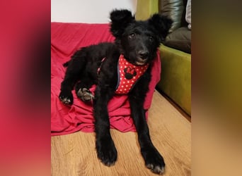Bailey ❤️ verschmuste, liebe Kroat. Schäfi-Mix Fellnase