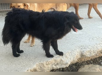 Gute-Laune-GORDI❤️soziale, liebe und verschmuste Familienhündin