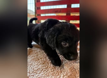 Little ♥Lenny♥ sucht seine treue Familie