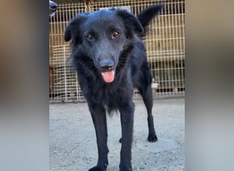 Duke ❤️ aktiver, verschmuster Kroat. Schäferhund-Mix-Rüde!