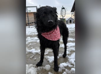 Ayla ❤️ liebe, sensible junge Hundedame