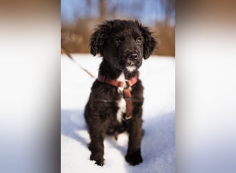 Frka ❤️ so fröhlicher, junger Hundebub!