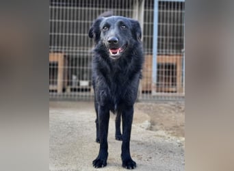 Duke ❤️ aufgeweckter, junger Kroat. Schäferhund-Mix-Bub!