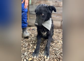 CHI CHI❤️sanfter, feinfühliger Hundebub sucht Liebe und seine Familie!