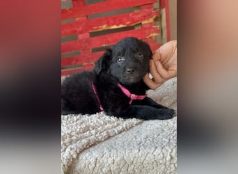 ♥Jasmina♥ zarte Welpin sucht ihre Familie